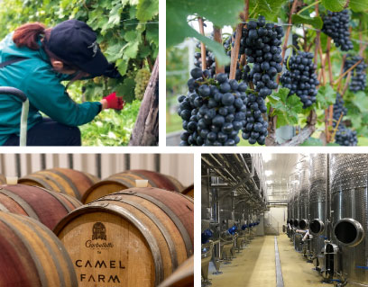 ワイン用ブドウ ワイン