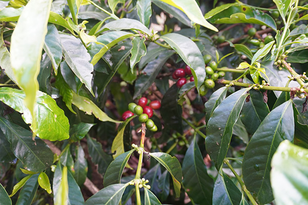 コロンビア　ファン・マルティン農園　シドラ