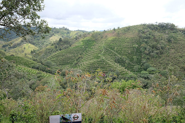 コロンビア　ファン・マルティン農園　シドラ