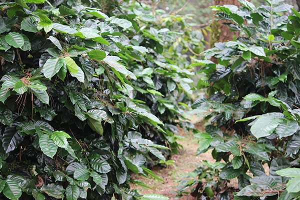 コロンビア　ファン・マルティン農園　シドラ