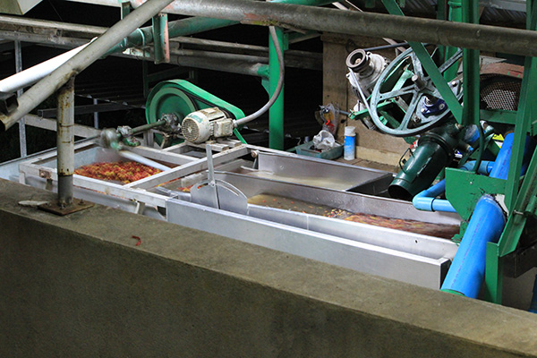 タイ　ドイトンプロジェクト　ティピカ