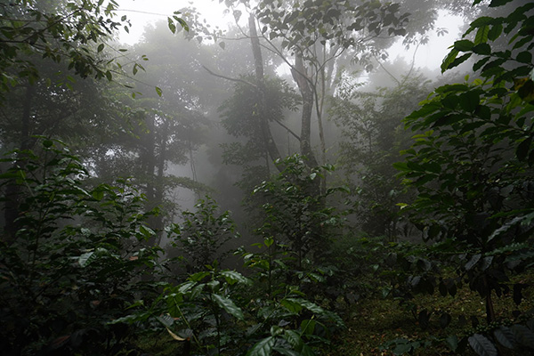 タイ　ドイトンプロジェクト　ティピカ