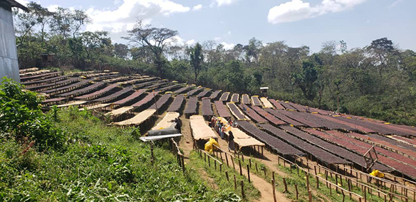 エチオピア　ゴチチ