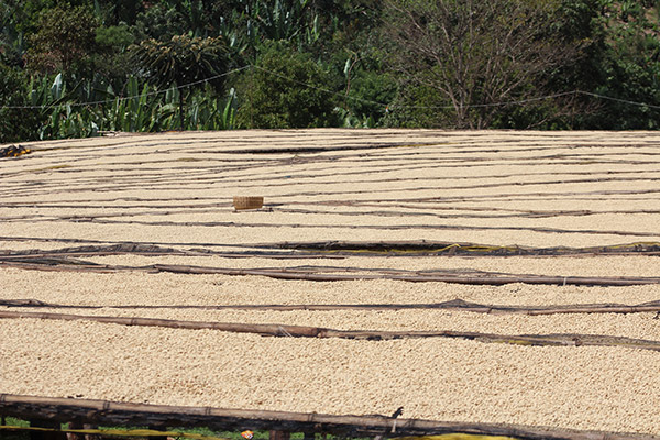 エチオピア　ゴチチ