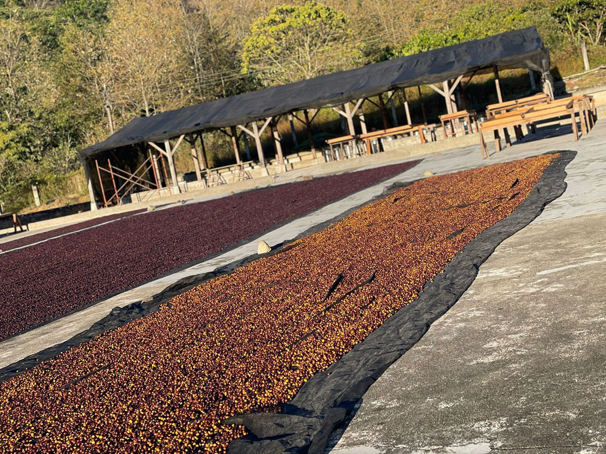 メキシコサンタクルス農園01