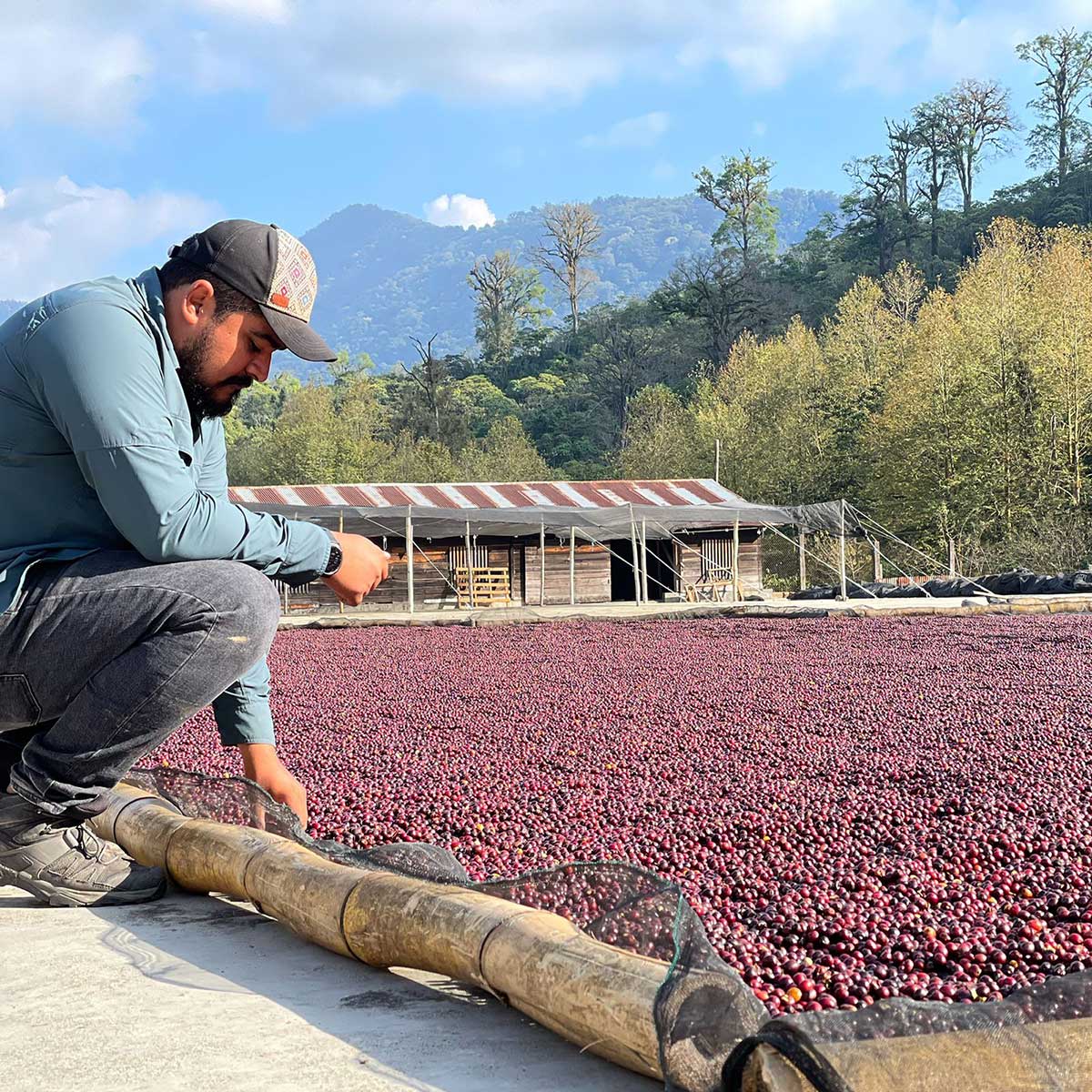 メキシコサンタクルス農園03