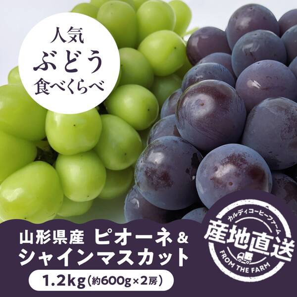 【予約販売】【冷蔵】オンラインストア限定　山形県産ピオーネ＆シャインマスカット　1.2kg（約600g×2房）　●産地直送・送料込み●【9月上-下旬頃お届け予定】