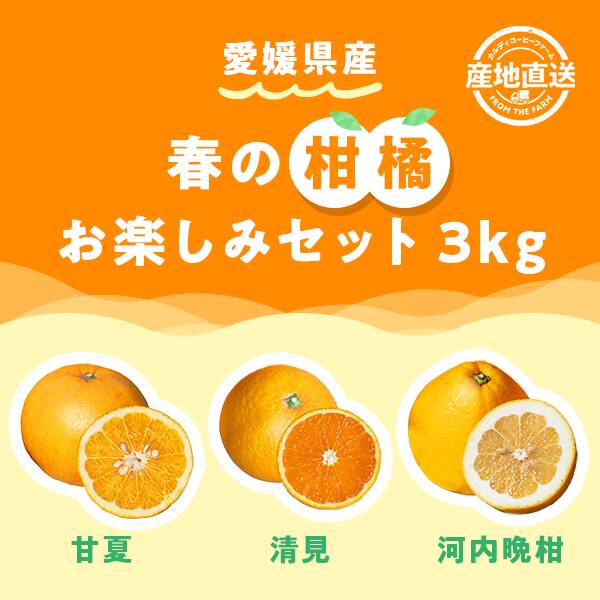 柑橘セット