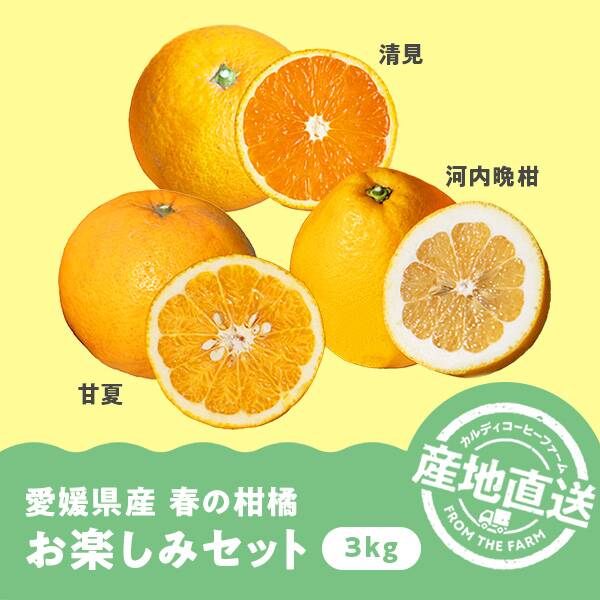 【予約販売】オンラインストア限定　愛媛県産　春の柑橘お楽しみセット　3kg（甘夏、清見、河内晩柑）●産地直送・送料込み●【4月上旬-下旬頃お届け予定】