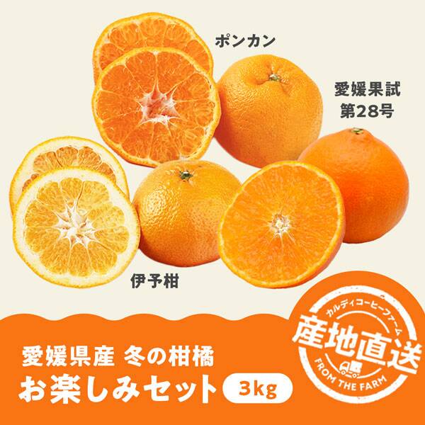 【予約販売】オンラインストア限定　愛媛県産　冬の柑橘お楽しみセット　3kg●産地直送・送料込み●【2026年1月上旬-下旬お届け予定】