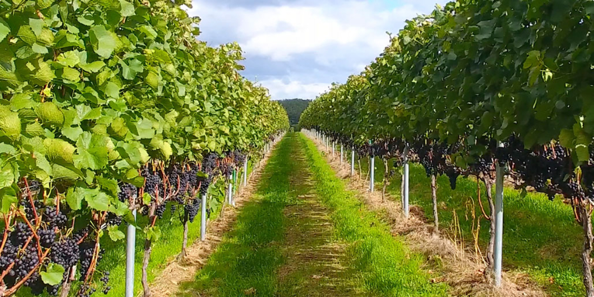 CAMEL FARM WINERY