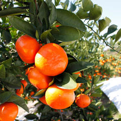 news2020_0312_01.jpg