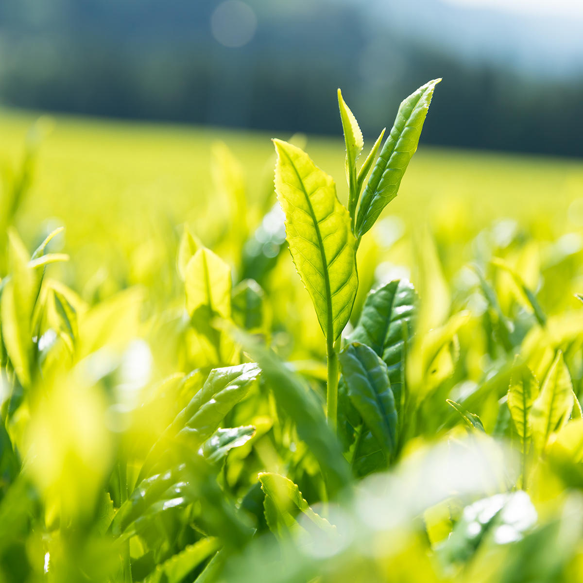 〇茶（まるちゃ）_一番茶