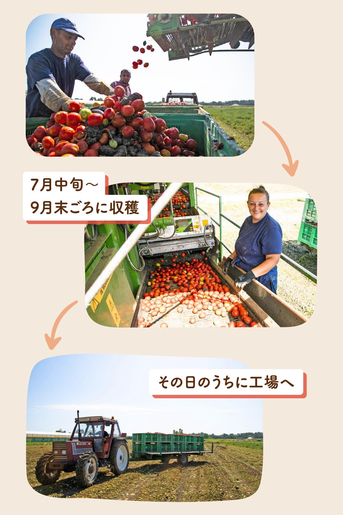 トマト缶_収穫
